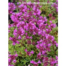 Red creeping thyme