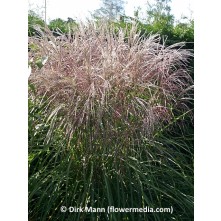 Maiden grass, Chinese silver grass