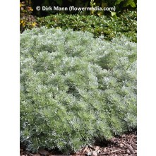 Silver mound artemesia