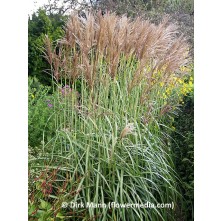 Maiden grass, Chinese silver grass