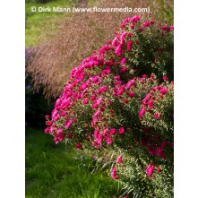 New England aster