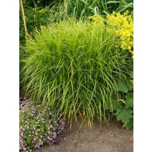 Palm sedge