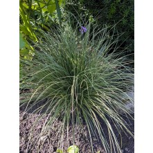 Soft-leaved sedge