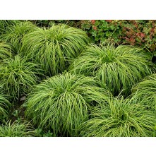 Mop head sedge