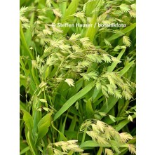 Northern sea oats