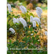Autumn bugbane