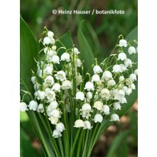 Lily-of-the-valley