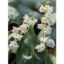 Lily-of-the-valley