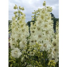 Delphinium