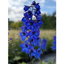 Delphinium