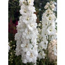 Delphinium