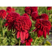 Coneflower