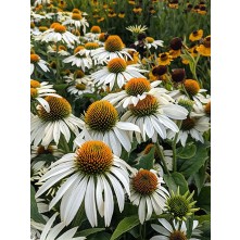 Coneflower