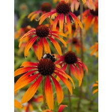 Coneflower