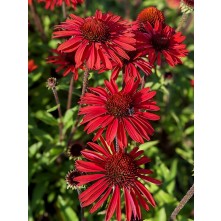 Coneflower