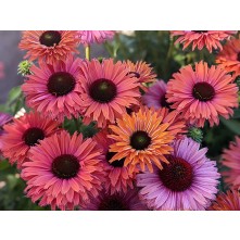 Coneflower