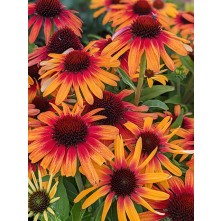 Coneflower