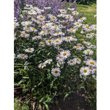 Fleabane