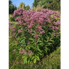 Joe pye weed
