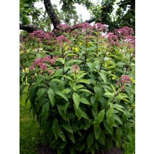 Joe pye weed