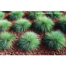 Azure blue fescue