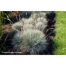 Wallis Fescue
