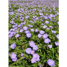 Cranesbill