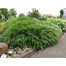 Japanese forest grass