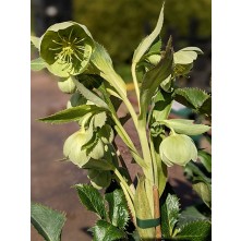 Corsican hellebore