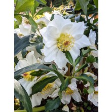 Christmas Rose