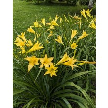 Daylily