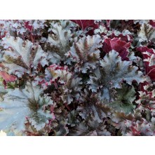 Coral bells