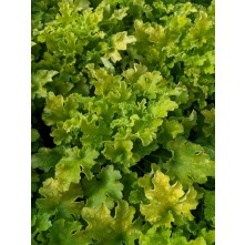 Coral bells