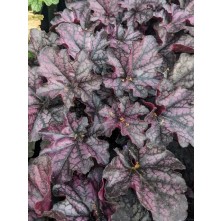 Coral bells
