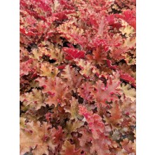 Coral bells