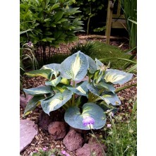 Hosta