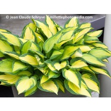 Hosta