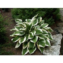 Hosta