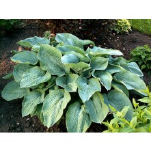 Hosta