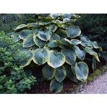 Hosta