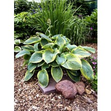 Hosta