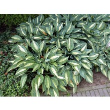 Hosta