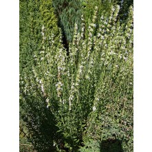Hyssop