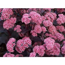 Stonecrop