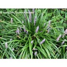 Lily turf