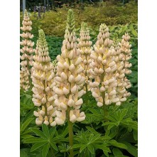 Lupin