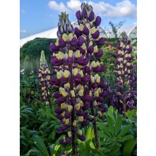 Lupin