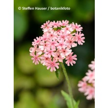 Maltese cross