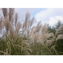 Maiden grass, Chinese silver grass