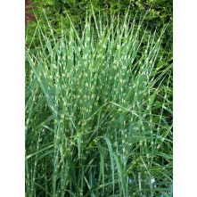 Maiden grass, Chinese silver grass